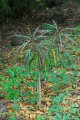 Tanguin pais. STILLINGIA lineata. Réunion Maurice. Euphorbiaceae. 4-5m